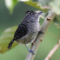 Barred Antshrike